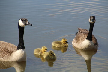 country goose and goslings
