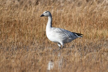 Snow goose in the grass