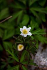 Fototapeta na wymiar Anemonoides nemorosa (syn. Anemone nemorosa), the wood anemone, is an early-spring flowering plant in the buttercup family Ranunculaceae, native to Europe. Other common names include windflower
