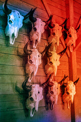 Fototapeta na wymiar surrealism art with bison skulls and orange light