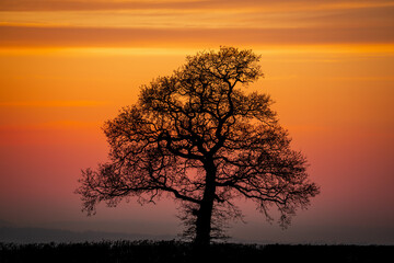 Fototapeta na wymiar very detailed tree with orange sunset