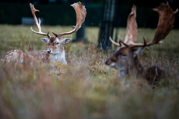 Deer resting in grass of country home