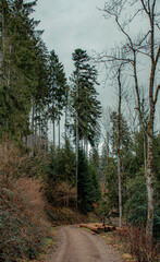 trail in the green forest