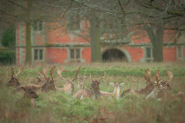 Deer resting in country park land