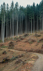 pine forest in the mountains