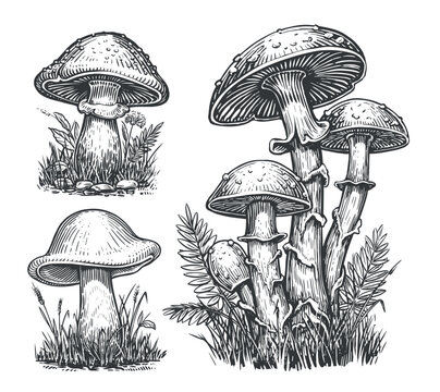 Mushrooms sketch set. Cep Mushroom, Edible Boletus growing in autumn forest. Vector illustration