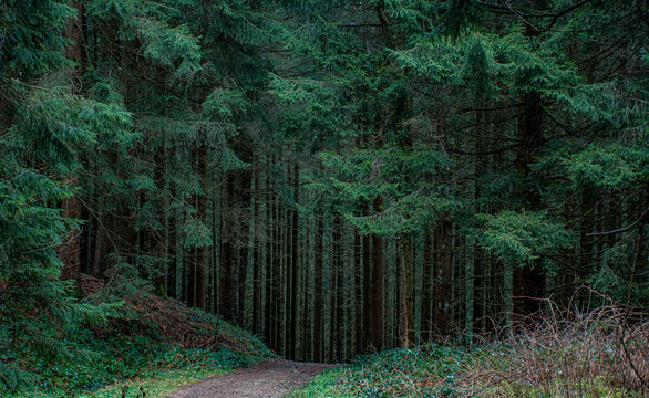 dark green forest in the mountain