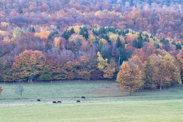 Cattle grazing with fall color in the background