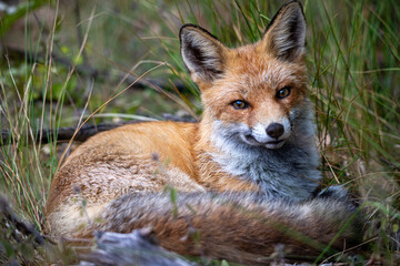 lo sguardo della volpe