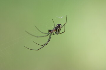 Silver Orb spider poised and patiently monitoring web for a meal.