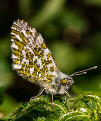 Butterflies are one of the most diverse insects on this planet. 
