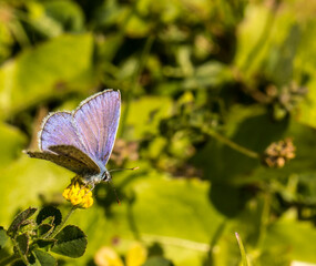 Butterflies are one of the most diverse insects on this planet. 