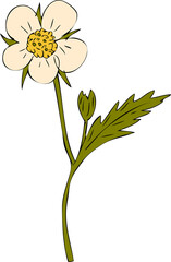 Fototapeta premium Hand drawn strawberry flower and bud illustration for decor and design. 