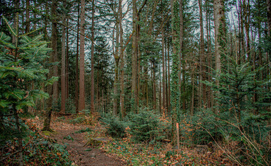 little footpath in the forest