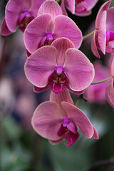 purple orchid flower
