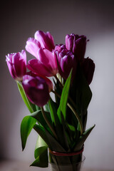 Natural bouquet of spring tulips. Purple tulips on a plain gray background. Valentine's day, mother's day, tenderness day, birthday concept. Soft selective focus. Spring scene. Greeting card.