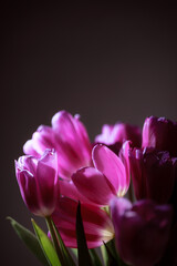 Natural bouquet of spring tulips. Purple tulips on a plain gray background. Valentine's day, mother's day, tenderness day, birthday concept. Soft selective focus. Spring scene. Greeting card.