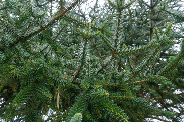 Close-up of branches of a pine tree