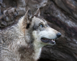 Blue Eyed Grey Wolf