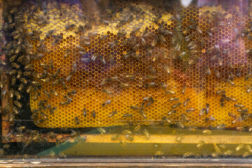 Honeycomb making honey inside a glass display box