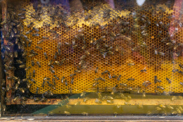 Honeycomb making honey inside a glass display box