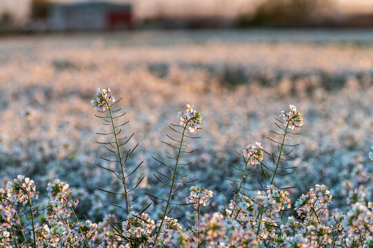 Field of white flowers of rabaniza (Diplotaxis erucoides) at sunset in the spring of Andalusia (Spain)