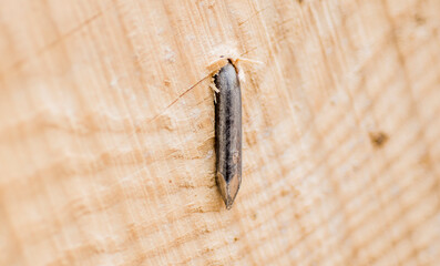 construction background with nails and planks