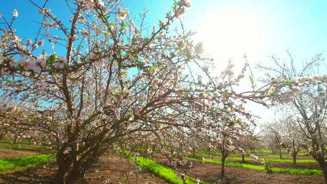 White and Pink Almond tree blossom, with sun flare between branches