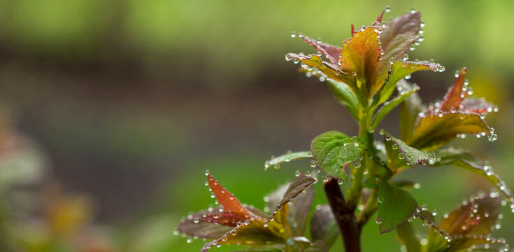 background with water drops on the tips of leaves. selective focus with free space for text. ecology medicine spa concept