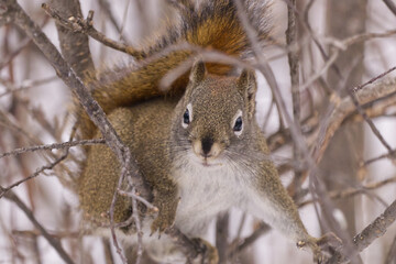Red Squirrel in the Winter