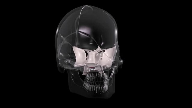 人体の下鼻甲介の赤色強調動画