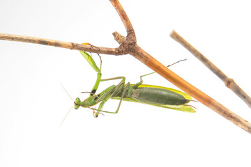green praying mantis sits on a tree branch on a white background. insect predator. nature and zoology
