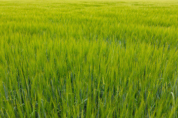 Agriculture, agricultural process. Green barley field on background under sunlight in summer. Cereals growing in a fertile soil.