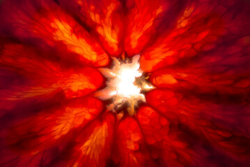 The texture of the flesh of a slice of red orange in close-up.