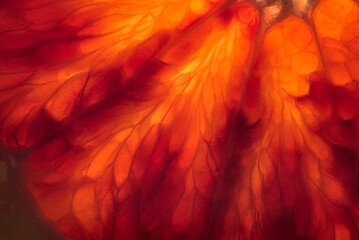 The texture of the flesh of a slice of red orange in close-up.