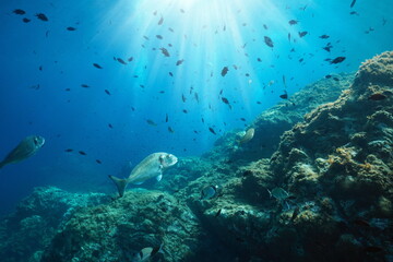 Naklejka na ściany i meble Shoal of fish with sunlight underwater seascape in the Mediterranean sea (seabream and damselfish), France, Occitanie