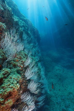 White gorgonian soft coral with sunlight underwater seascape in the Mediterranean sea, France, Occitanie, Pyrénées-Orientales