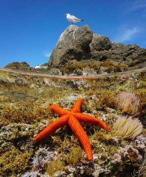 Starfish underwater and a seagull bird on a rock, Mediterranean sea, split level view over and under water surface, Spain, Catalonia
