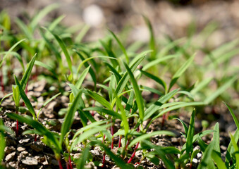 Small plants on natural farmland