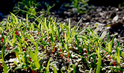 Small plants on natural farmland
