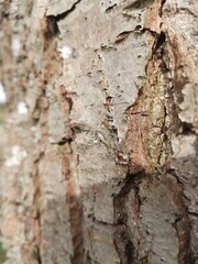 bark of a tree