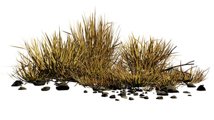 desert scene cutout, dry plants with rocks isolated on transparent background © dottedyeti