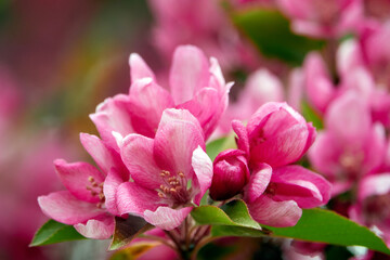 Fototapeta na wymiar Cherry blossoms season beautiful flowers.