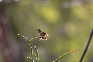 Fototapeta premium Anna's hummingbird resting on a branch