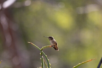 Anna's hummingbird resting on a branch