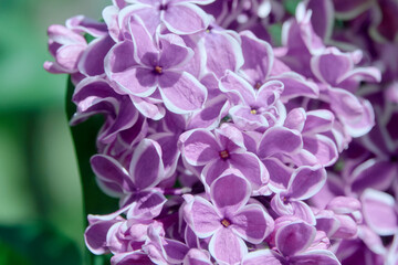 Lilac flowers blooming in the spring garden.