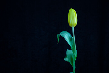 Obraz premium Magical flower, aroma for the soul