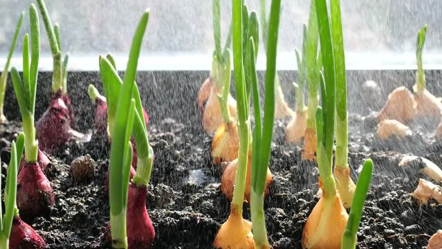 Watering the planted onion bulbs into the ground with water.