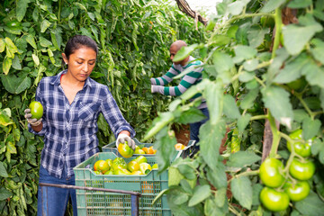 Confident woman harvests green tomatoes in greenhouse. Summer harvest time
