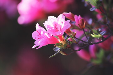 春の美しいツツジの花